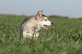 ALASKAN MALAMUTE 175